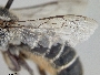 Megachile adelphodonta image