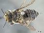 Megachile valdezi image