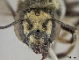 Megachile valdezi image