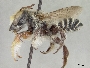 Megachile victoriana image