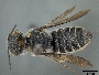 Megachile campanulae image