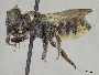 Megachile campanulae image