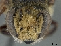 Megachile trigonaspis image