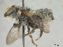 Megachile trigonaspis image