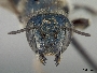 Megachile albohirta image
