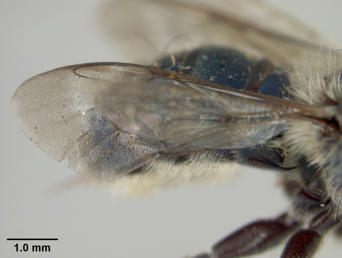 Megachile albohirta image