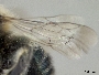 Osmia alpestris image