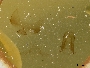 Osmia nigrifrons image