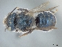 Image of Osmia clarescens