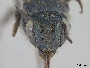 Osmia clarescens image