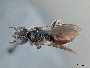 Sphecodes prosphorus image