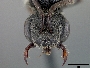 Sphecodes prosphorus image