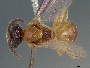 Image of Microsphecodes thoracicus