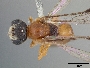 Microsphecodes thoracicus image
