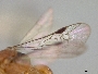 Microsphecodes thoracicus image