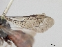 Sphecodes pecosensis image