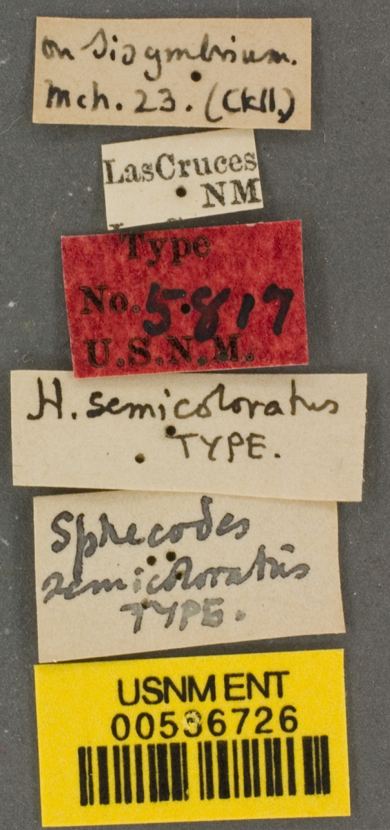 Sphecodes semicoloratus image