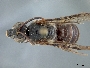 Image of Agapostemon obscuratus