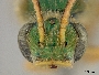Agapostemon nasutus gualanicus image
