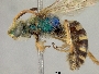 Agapostemon nasutus gualanicus image