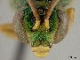 Agapostemon jamaicensis image
