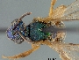 Agapostemon viequesensis image
