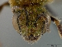 Agapostemon leunculus image