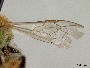 Agapostemon leunculus image
