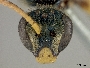 Pseudagapostemon citricornis image