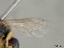 Pseudagapostemon citricornis image