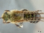 Image of Dinagapostemon uyacanoides