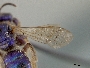 Augochloropsis anonyma image