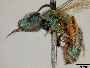 Augochlora aurifera image