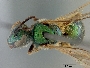 Image of Augochlora aurifera