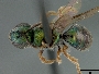 Augochlora cordiaefloris image