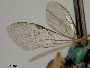 Augochlora cordiaefloris image