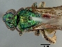 Image of Augochloropsis charapina