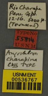 Augochloropsis charapina image