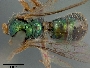 Image of Augochlora cordiaefloris