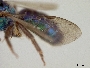 Augochlora cyaneoviridis image