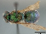 Image of Augochlorella neglectula
