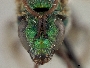 Augochlorella neglectula image