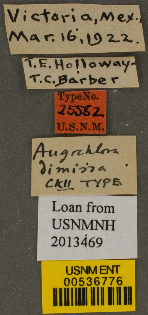 Augochlorella neglectula image