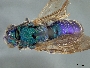 Augochloropsis sumptuosa image