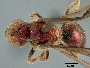 Augochlora ignifera image