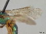Augochlora matucanensis image