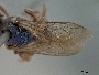 Augochlora nigrocyanea image