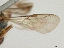 Pereirapis semiaurata image