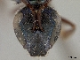 Augochlora sidaefoliae image