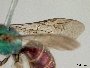 Augochloropsis ignita image